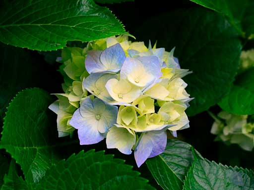 clipart_foto/hortensia.jpg